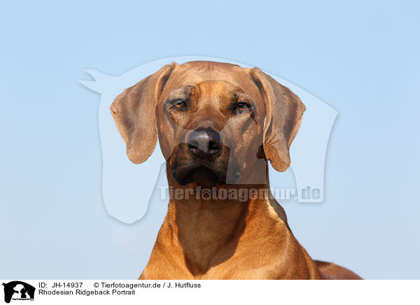 Rhodesian Ridgeback Portrait / Rhodesian Ridgeback Portrait / JH-14937