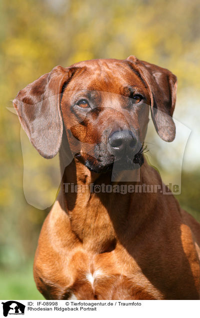 Rhodesian Ridgeback Portrait / Rhodesian Ridgeback Portrait / IF-08998