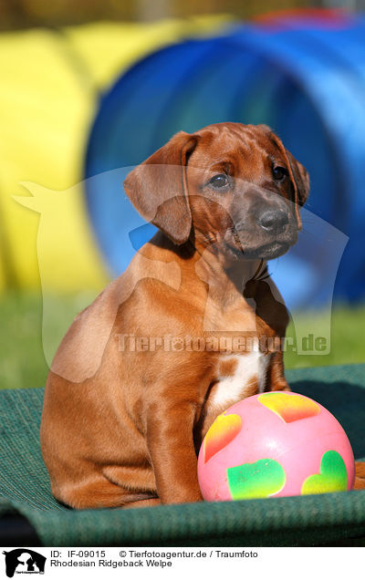 Rhodesian Ridgeback Welpe / Rhodesian Ridgeback Puppy / IF-09015