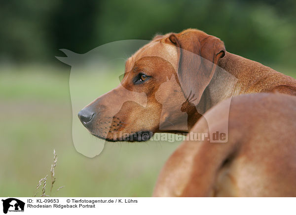Rhodesian Ridgeback Portrait / Rhodesian Ridgeback Portrait / KL-09653