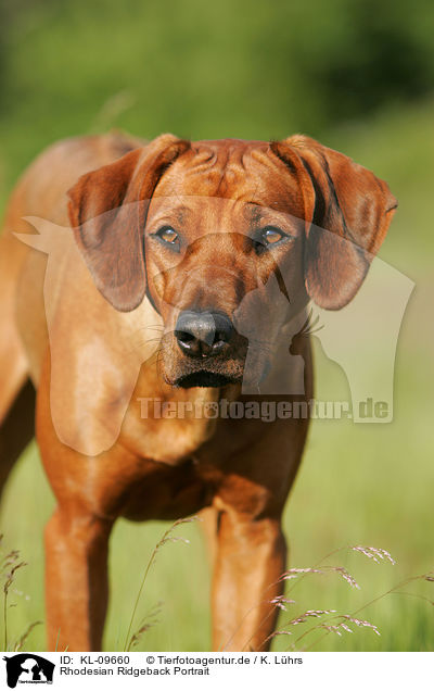 Rhodesian Ridgeback Portrait / Rhodesian Ridgeback Portrait / KL-09660