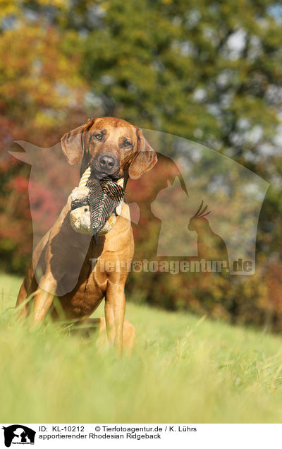apportierender Rhodesian Ridgeback / retrieving Rhodesian Ridgeback / KL-10212