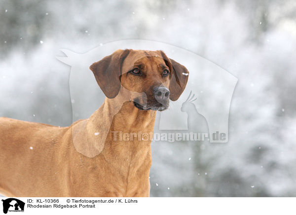 Rhodesian Ridgeback Portrait / Rhodesian Ridgeback Portrait / KL-10366