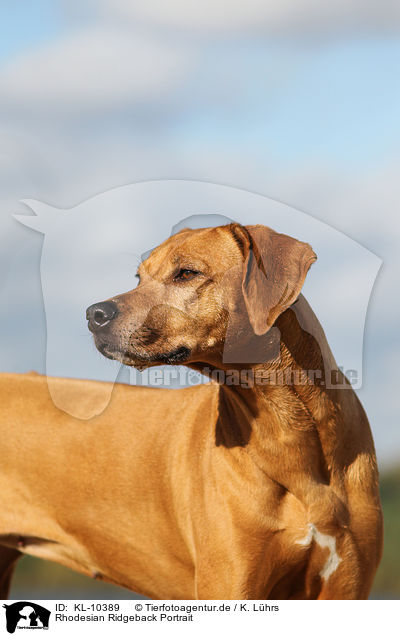 Rhodesian Ridgeback Portrait / Rhodesian Ridgeback Portrait / KL-10389