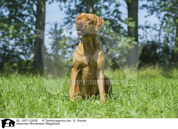 sitzender Rhodesian Ridgeback / sitting Rhodesian Ridgeback / SST-12826
