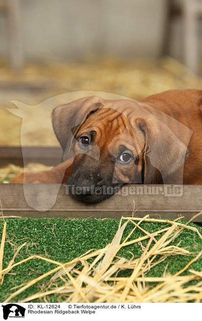 Rhodesian Ridgeback Welpe / Rhodesian Ridgeback Puppy / KL-12624