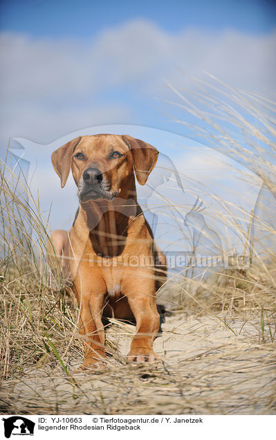 liegender Rhodesian Ridgeback / lying Rhodesian Ridgeback / YJ-10663