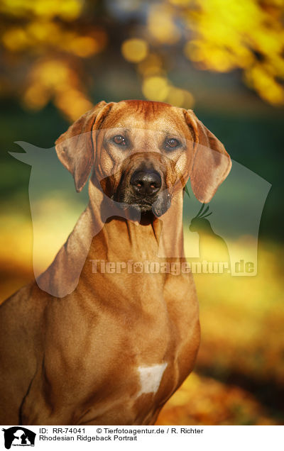 Rhodesian Ridgeback Portrait / Rhodesian Ridgeback Portrait / RR-74041