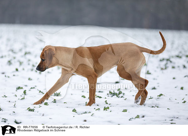 Rhodesian Ridgeback im Schnee / Rhodesian Ridgeback in snow / RR-77656