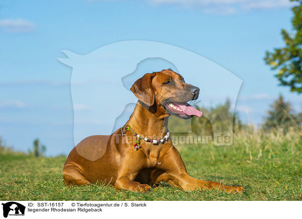 liegender Rhodesian Ridgeback / lying Rhodesian Ridgeback / SST-16157