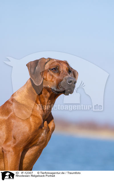 Rhodesian Ridgeback Portrait / Rhodesian Ridgeback Portrait / IF-12307