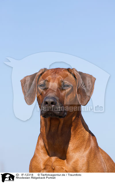 Rhodesian Ridgeback Portrait / Rhodesian Ridgeback Portrait / IF-12318