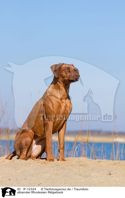 sitzender Rhodesian Ridgeback / sitting Rhodesian Ridgeback / IF-12324