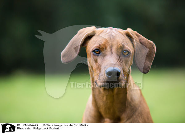 Rhodesian Ridgeback Portrait / Rhodesian Ridgeback Portrait / KMI-04477