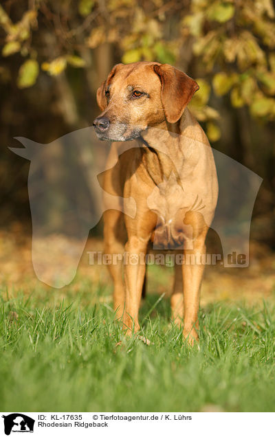 Rhodesian Ridgeback / Rhodesian Ridgeback / KL-17635