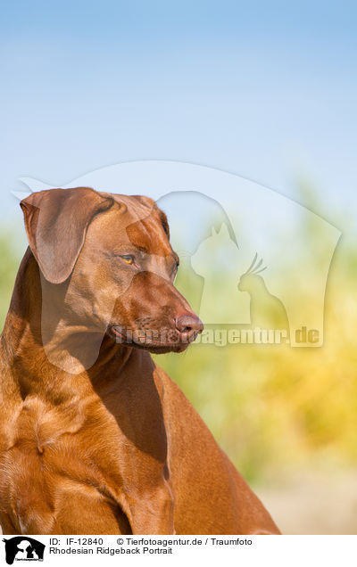 Rhodesian Ridgeback Portrait / Rhodesian Ridgeback Portrait / IF-12840