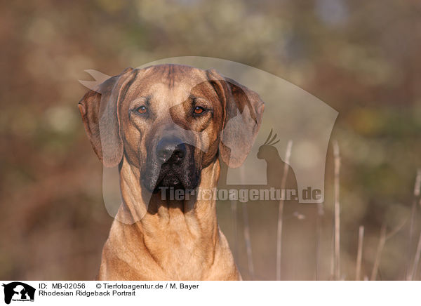 Rhodesian Ridgeback Portrait / Rhodesian Ridgeback Portrait / MB-02056