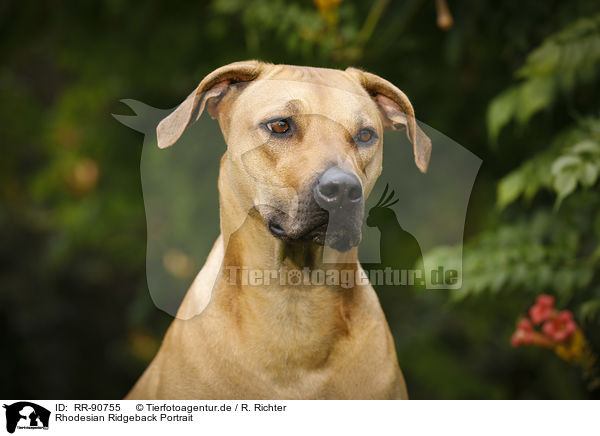 Rhodesian Ridgeback Portrait / Rhodesian Ridgeback Portrait / RR-90755