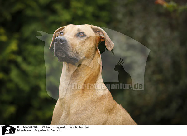 Rhodesian Ridgeback Portrait / Rhodesian Ridgeback Portrait / RR-90764