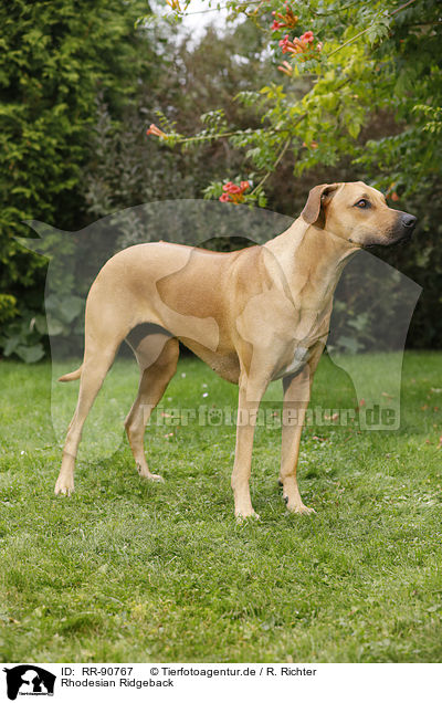 Rhodesian Ridgeback / Rhodesian Ridgeback / RR-90767