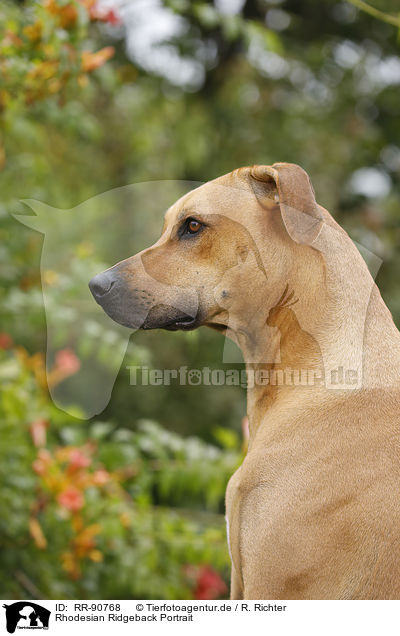 Rhodesian Ridgeback Portrait / Rhodesian Ridgeback Portrait / RR-90768