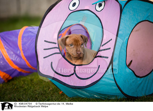 Rhodesian Ridgeback Welpe / Rhodesian Ridgeback Puppy / KMI-04754