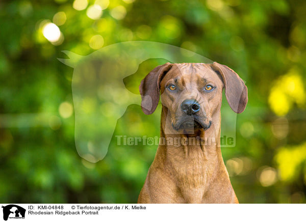 Rhodesian Ridgeback Portrait / Rhodesian Ridgeback Portrait / KMI-04848