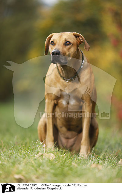 sitzender Rhodesian Ridgeback / sitting Rhodesian Ridgeback / RR-95392