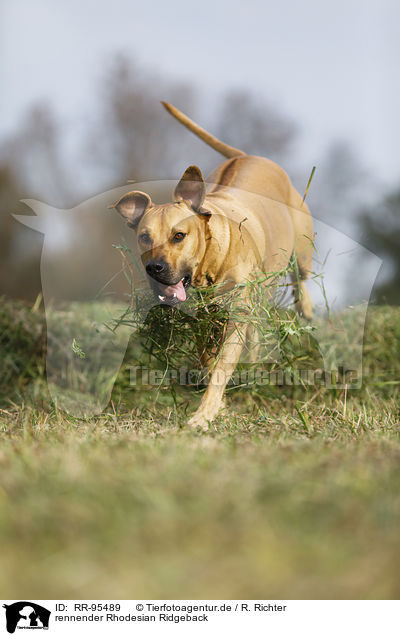 rennender Rhodesian Ridgeback / running Rhodesian Ridgeback / RR-95489