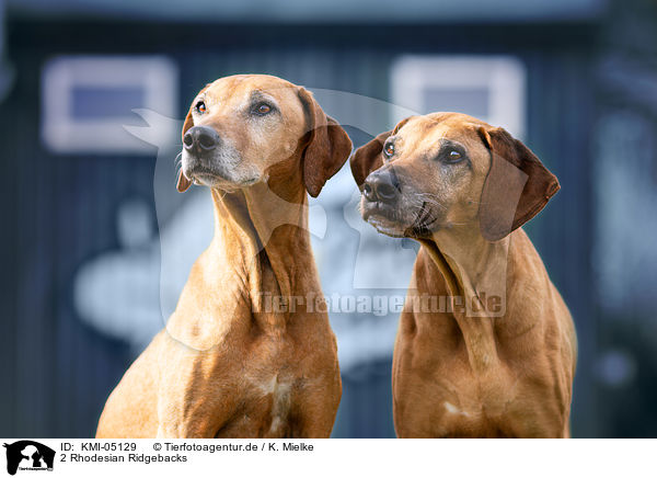 2 Rhodesian Ridgebacks / 2 Rhodesian Ridgebacks / KMI-05129