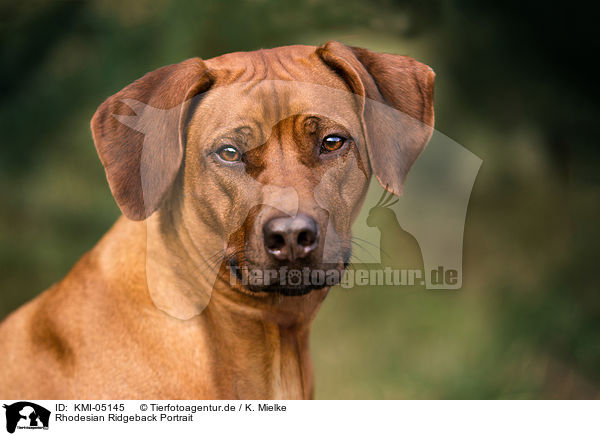 Rhodesian Ridgeback Portrait / Rhodesian Ridgeback Portrait / KMI-05145