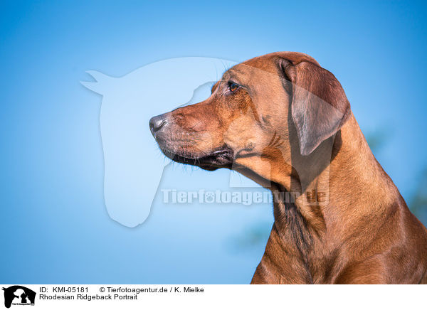 Rhodesian Ridgeback Portrait / Rhodesian Ridgeback Portrait / KMI-05181