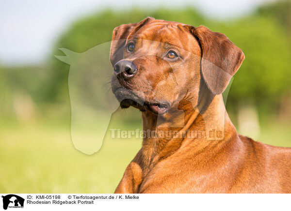 Rhodesian Ridgeback Portrait / Rhodesian Ridgeback Portrait / KMI-05198