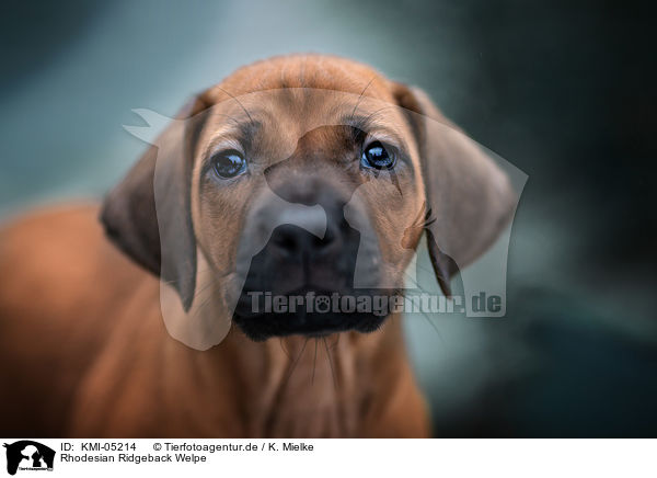 Rhodesian Ridgeback Welpe / Rhodesian Ridgeback Puppy / KMI-05214