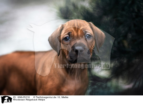 Rhodesian Ridgeback Welpe / Rhodesian Ridgeback Puppy / KMI-05216