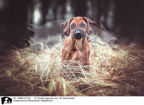 erwachsener Rhodesian Ridgeback / adult Rhodesian Ridgeback / MAB-01337