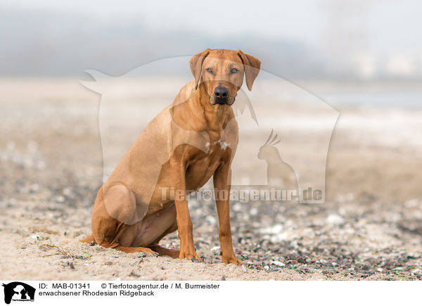 erwachsener Rhodesian Ridgeback / adult Rhodesian Ridgeback / MAB-01341