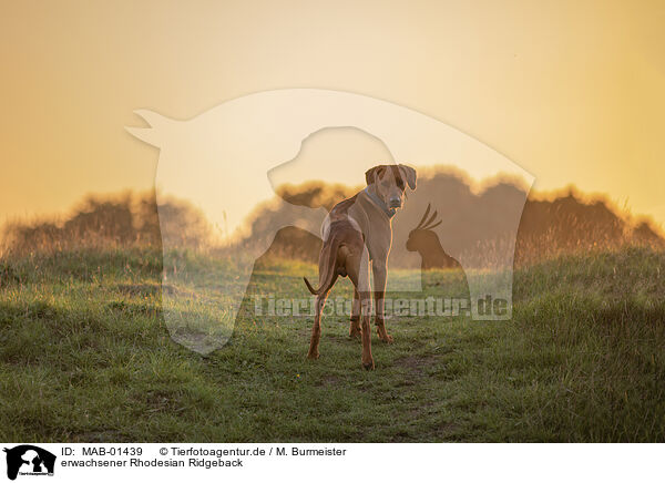 erwachsener Rhodesian Ridgeback / adult Rhodesian Ridgeback / MAB-01439