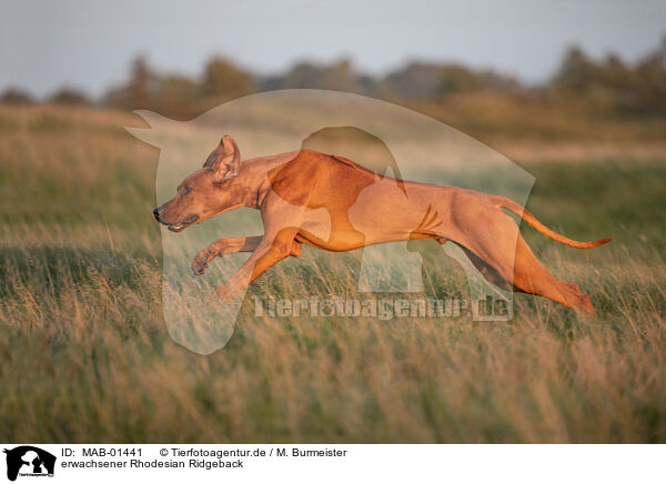 erwachsener Rhodesian Ridgeback / adult Rhodesian Ridgeback / MAB-01441