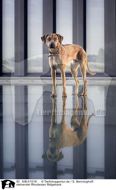 stehender Rhodesian Ridgeback / standing Rhodesian Ridgeback / SIB-01018