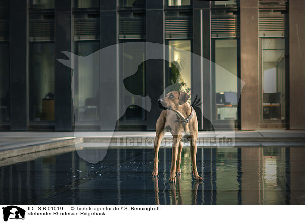 stehender Rhodesian Ridgeback / standing Rhodesian Ridgeback / SIB-01019
