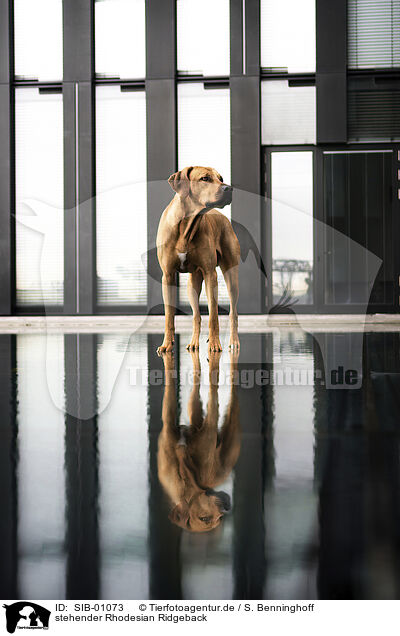stehender Rhodesian Ridgeback / standing Rhodesian Ridgeback / SIB-01073