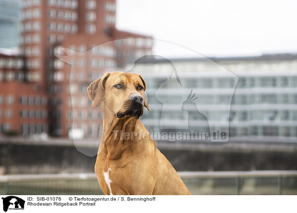 Rhodesian Ridgeback Portrait / Rhodesian Ridgeback portrait / SIB-01076