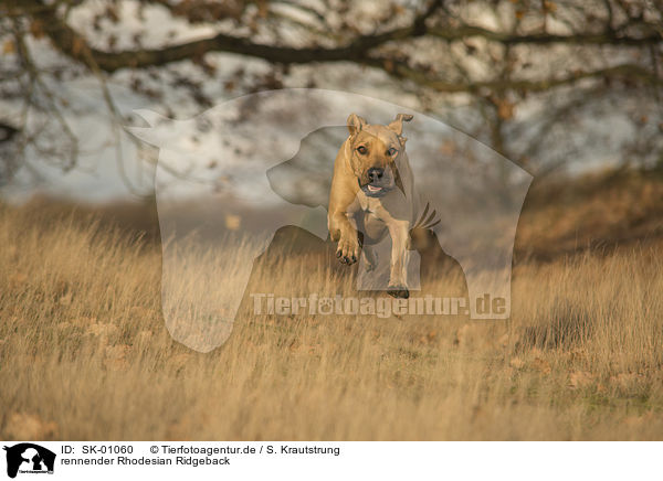 rennender Rhodesian Ridgeback / running Rhodesian Ridgeback / SK-01060