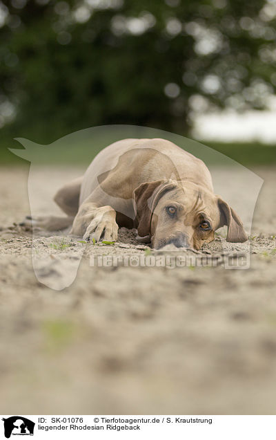 liegender Rhodesian Ridgeback / lying Rhodesian Ridgeback / SK-01076