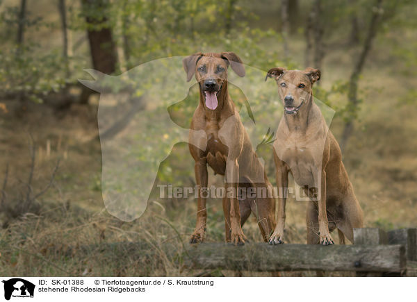 stehende Rhodesian Ridgebacks / standing Rhodesian Ridgebacks / SK-01388