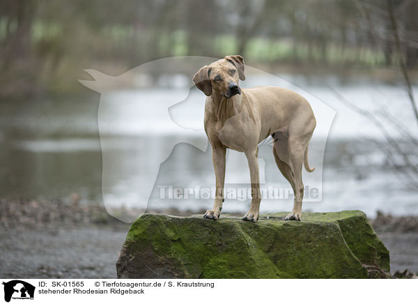 stehender Rhodesian Ridgeback / standing Rhodesian Ridgeback / SK-01565