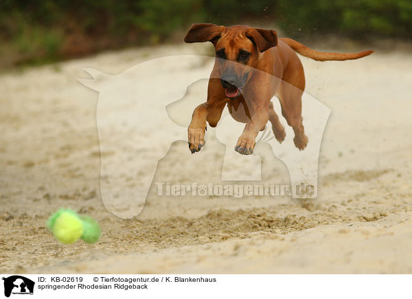springender Rhodesian Ridgeback / jumping Rhodesian Ridgeback / KB-02619