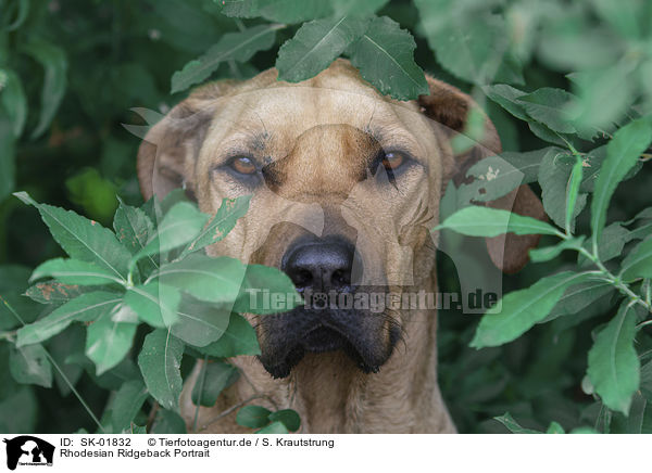 Rhodesian Ridgeback Portrait / Rhodesian Ridgeback Portrait / SK-01832