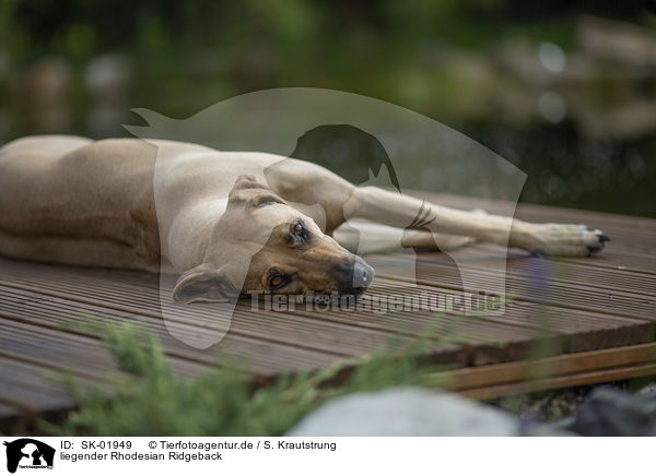 liegender Rhodesian Ridgeback / lying Rhodesian Ridgeback / SK-01949